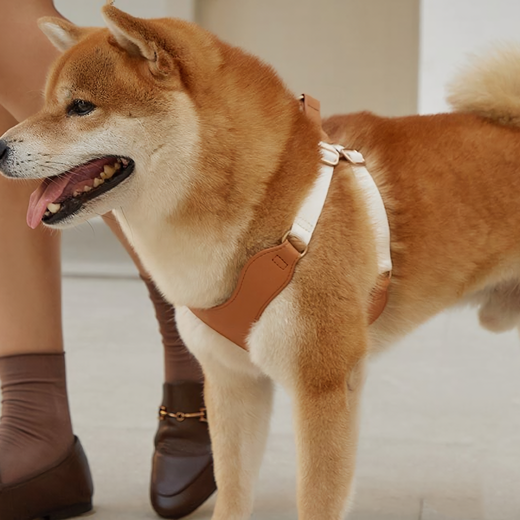 Luksusnahkainen lemmikin valjas ja talutin